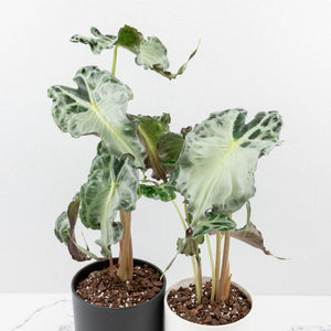 Alocasia 'Venom' *Grower's Choice*