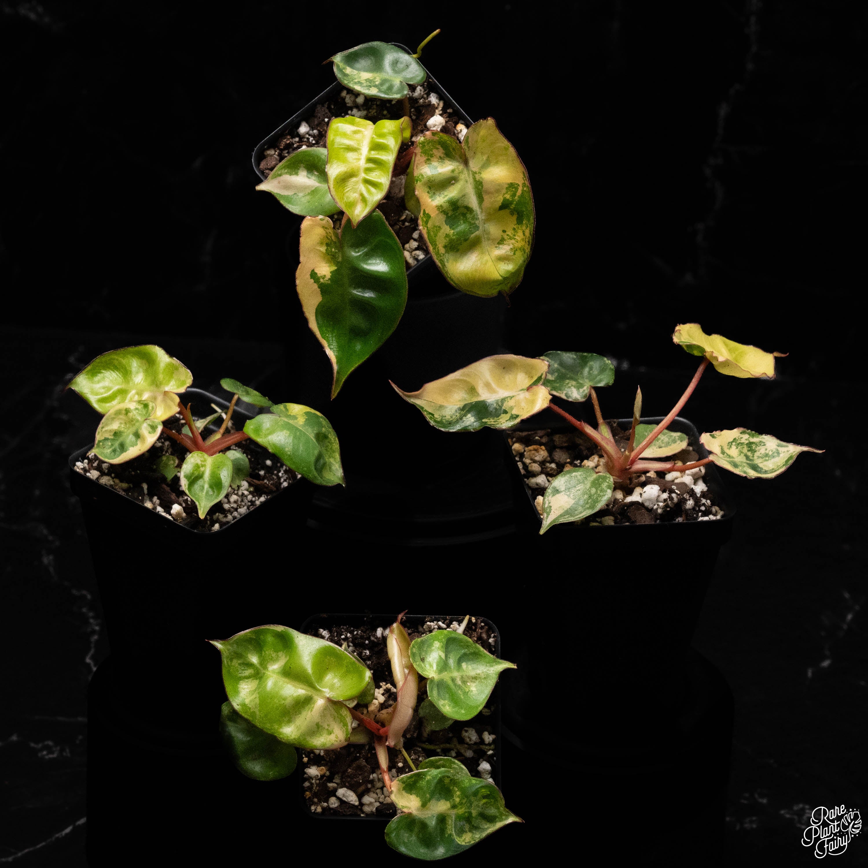 philodendron billietiae rare Philodendron billietiae variegated *Grower's Choice*