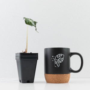 Alocasia 'Venom'