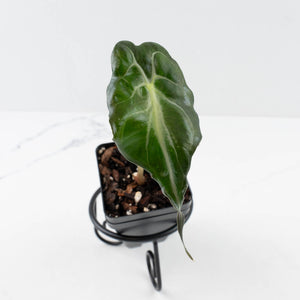 Alocasia 'Venom'