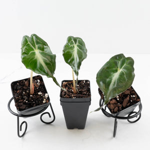 Alocasia 'Venom'