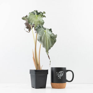 Alocasia 'Venom' *Grower's Choice*