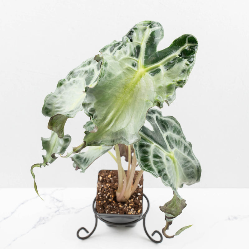 Alocasia 'Venom' *Grower's Choice*