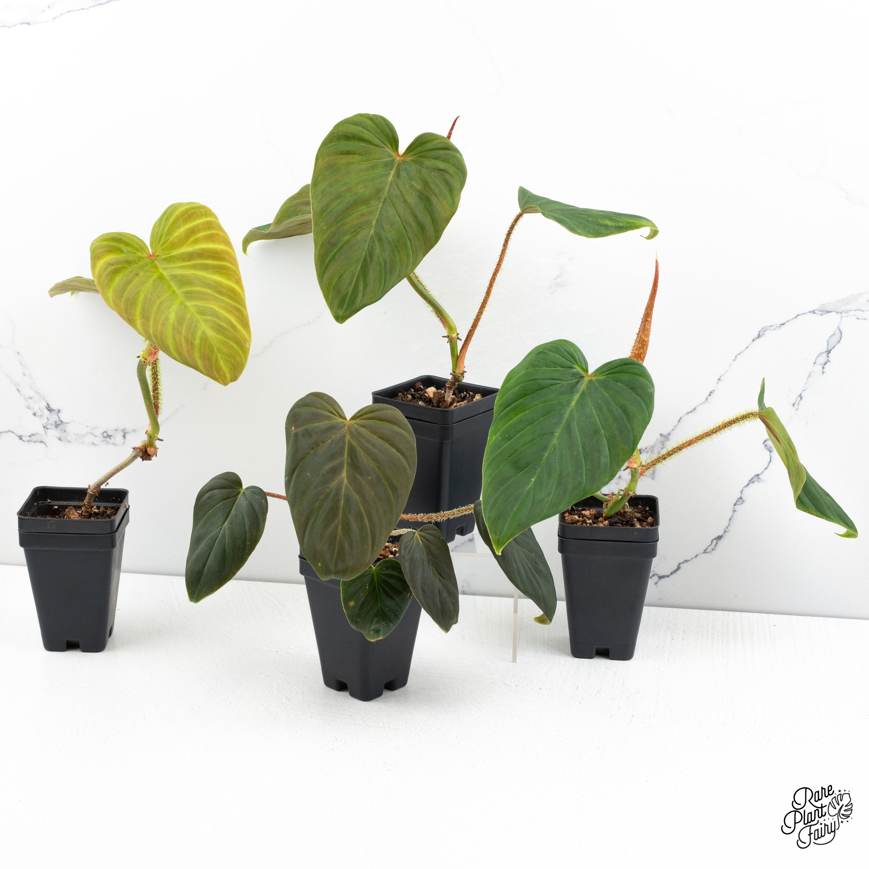 philodendron verrucosum titanium Philodendron Verrucosum 'Titanium' *Grower's choice*