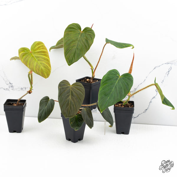 Philodendron Verrucosum 'Titanium' *Grower's choice*