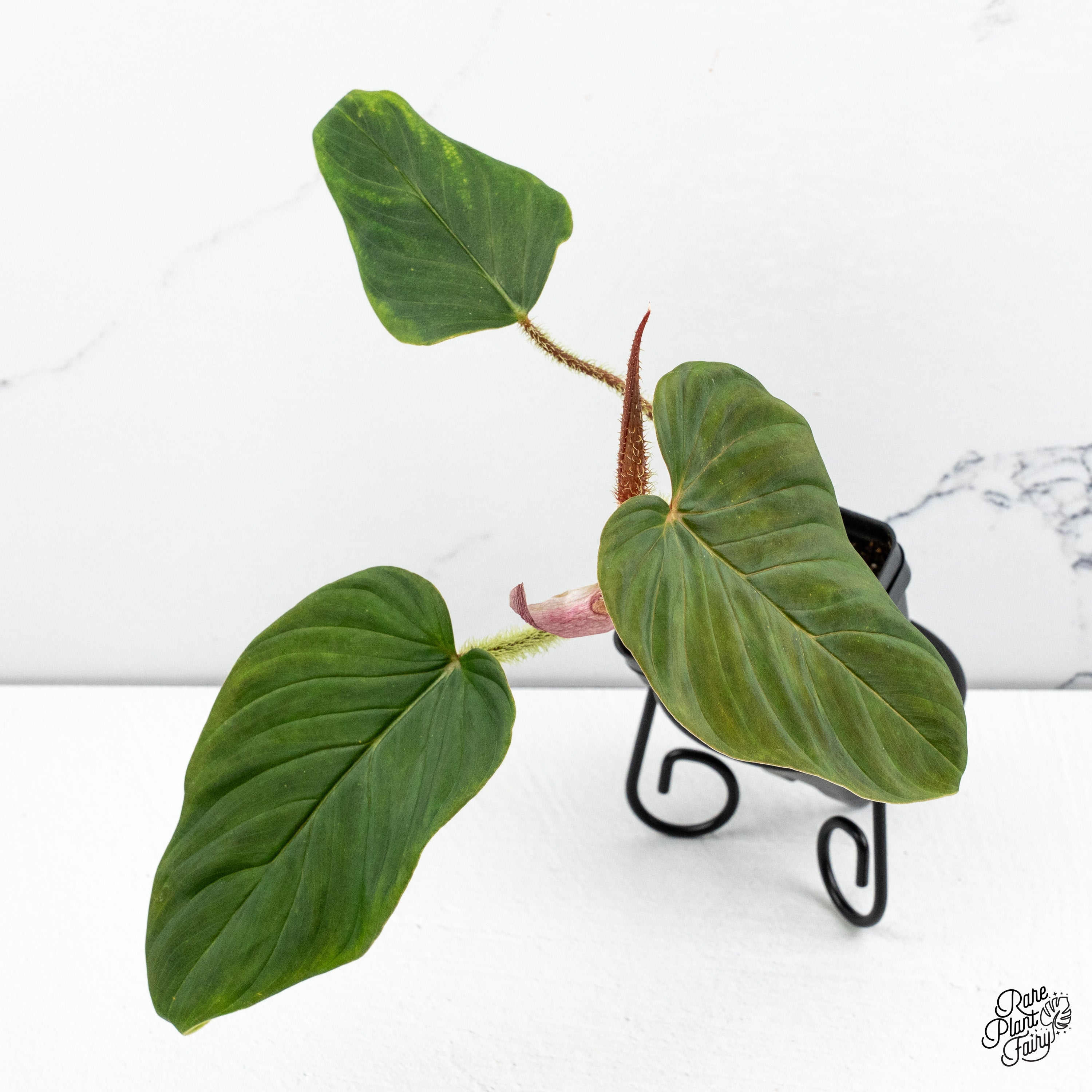 is philodendron verrucosum rare Philodendron Verrucosum 'Titanium' *Grower's choice*
