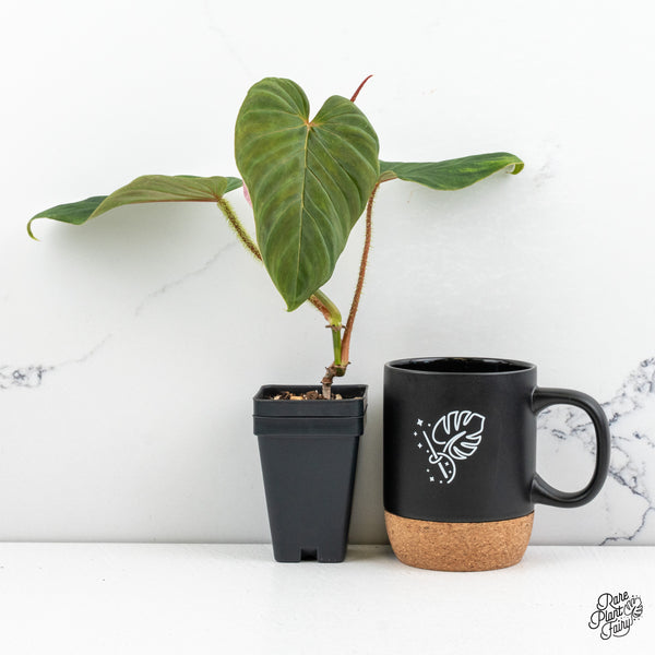 Philodendron Verrucosum 'Titanium' *Grower's choice*