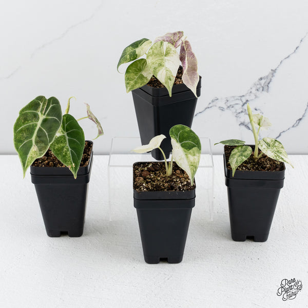 Alocasia 'Watsoniana Doff.' Pink Variegated *Grower's Choice*