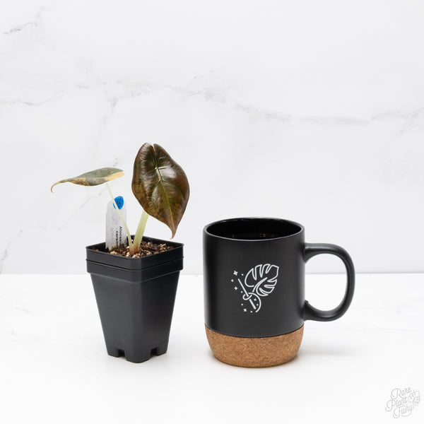 Alocasia Cuprea Gold/Aurea/Caramel Latte Variegated (wk7-UO)