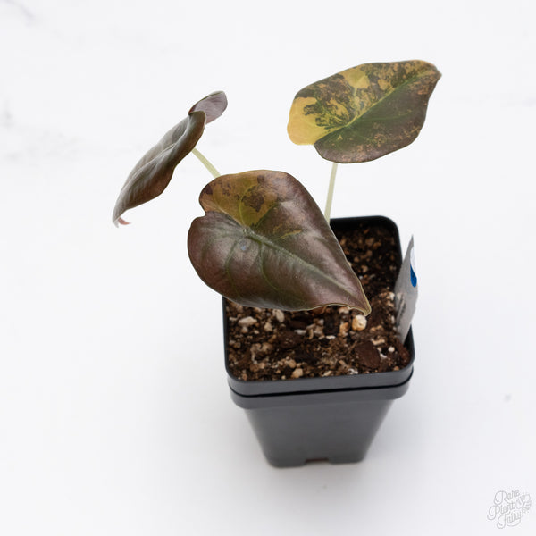 Alocasia Cuprea Gold/Aurea/Caramel Latte Variegated (wk7-UO)