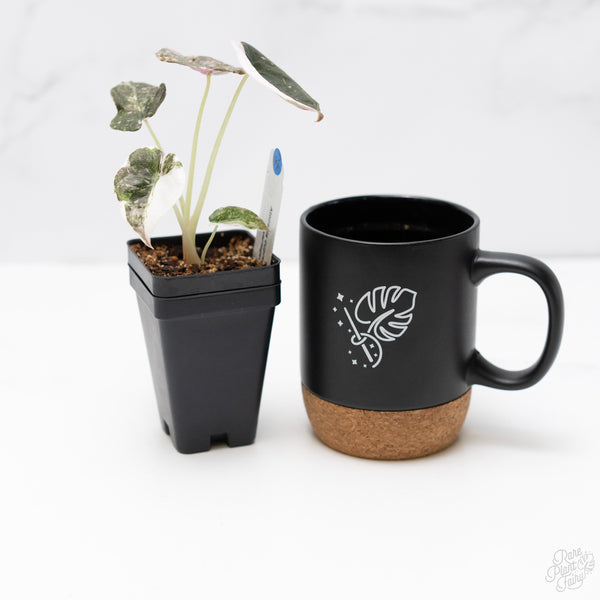 Alocasia 'Cuprea' Albo/Pink Variegated (wk7-UT)