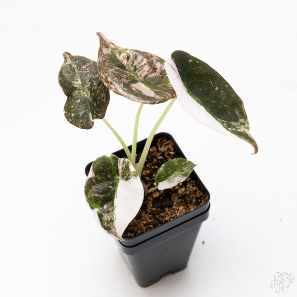 Alocasia 'Cuprea' Albo/Pink Variegated (wk7-UT)