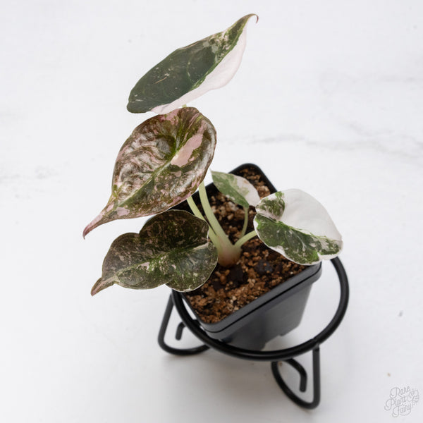 Alocasia 'Cuprea' Albo/Pink Variegated (wk7-UT)