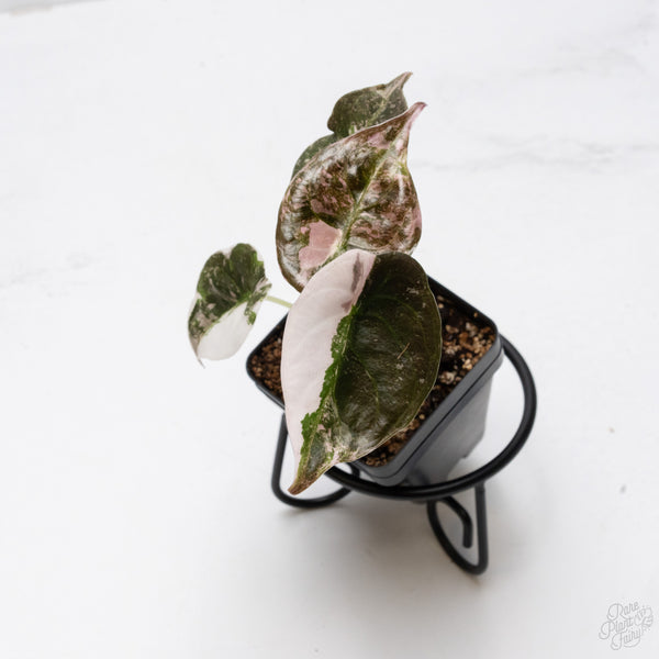 Alocasia 'Cuprea' Albo/Pink Variegated (wk7-UT)