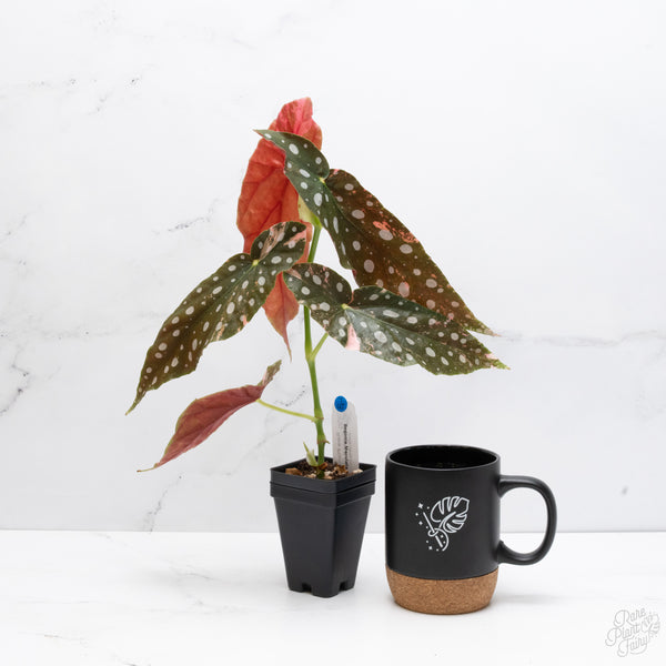 Begonia Maculata Pink Variegated (wk7-UJ) *2 Growth Points*