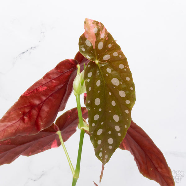 Begonia Maculata Pink Variegated (wk7-UJ) *2 Growth Points*