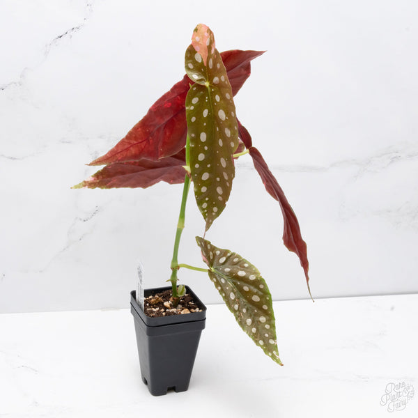 Potted plant with spotted leaves on a white background