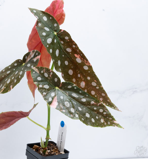 Begonia Maculata Pink Variegated (wk7-UJ) *2 Growth Points*