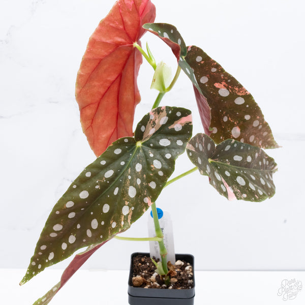 Begonia Maculata Pink Variegated (wk7-UJ) *2 Growth Points*