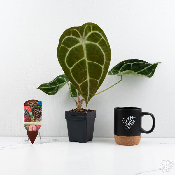 Anthurium Brown Derby '39' x Brown Derby '39' by DocBlock® (wk7-T)