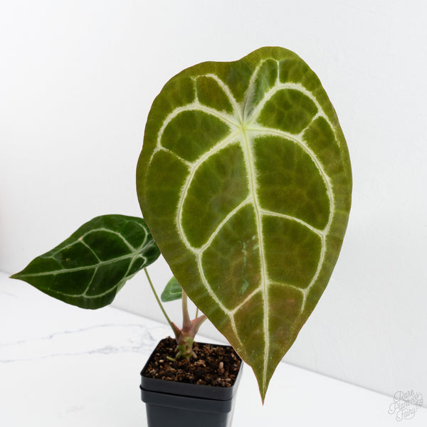 Anthurium Brown Derby '39' x Brown Derby '39' by DocBlock® (wk7-T)