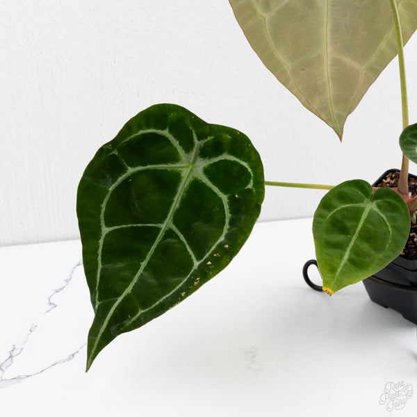 Anthurium Brown Derby '39' x Brown Derby '39' by DocBlock® (wk7-T)