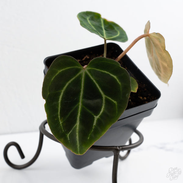 Anthurium Black Widow '43' x Zara '14' by DocBlock® (wk7-V)