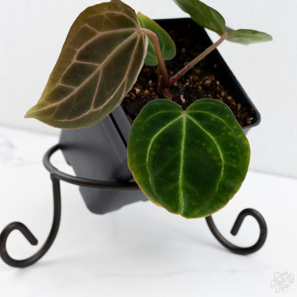 Anthurium Black Widow '43' x Zara '14' by DocBlock® (wk7-V)