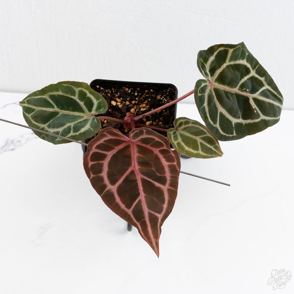 Anthurium Michelle Hot Pink '23' x Zara '14' by DocBlock® (wk7-E)