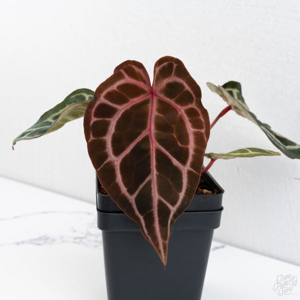 Anthurium Michelle Hot Pink '23' x Zara '14' by DocBlock® (wk7-E)