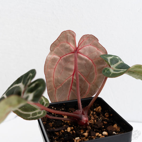 Anthurium Michelle Hot Pink '23' x Zara '14' by DocBlock® (wk7-E)