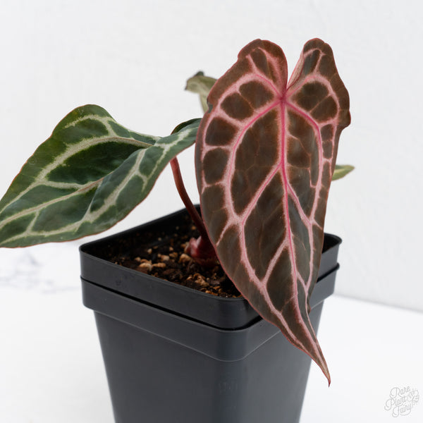 Anthurium Michelle Hot Pink '23' x Zara '14' by DocBlock® (wk7-E)