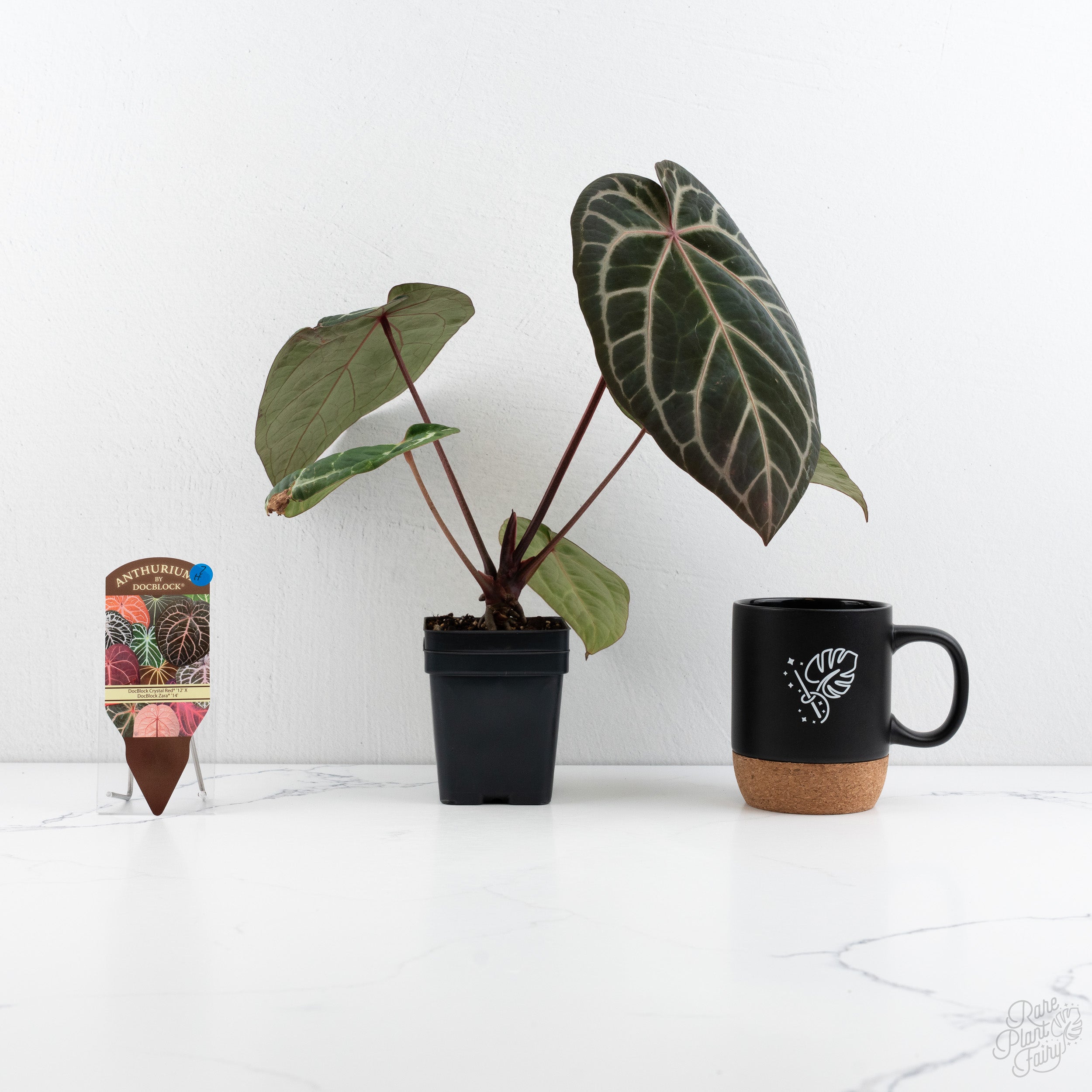 Anthurium Crystal Red '12' x Zara '14' by DocBlock® (wk7-H) – Rare