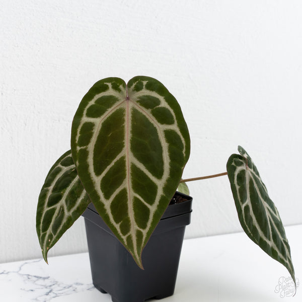 Anthurium Tortoise Shell Grey '36' x Crystal Red '12' by DocBlock® (wk7-I)