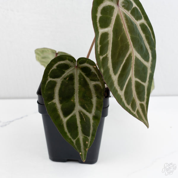 Anthurium Tortoise Shell Grey '36' x Crystal Red '12' by DocBlock® (wk7-I)