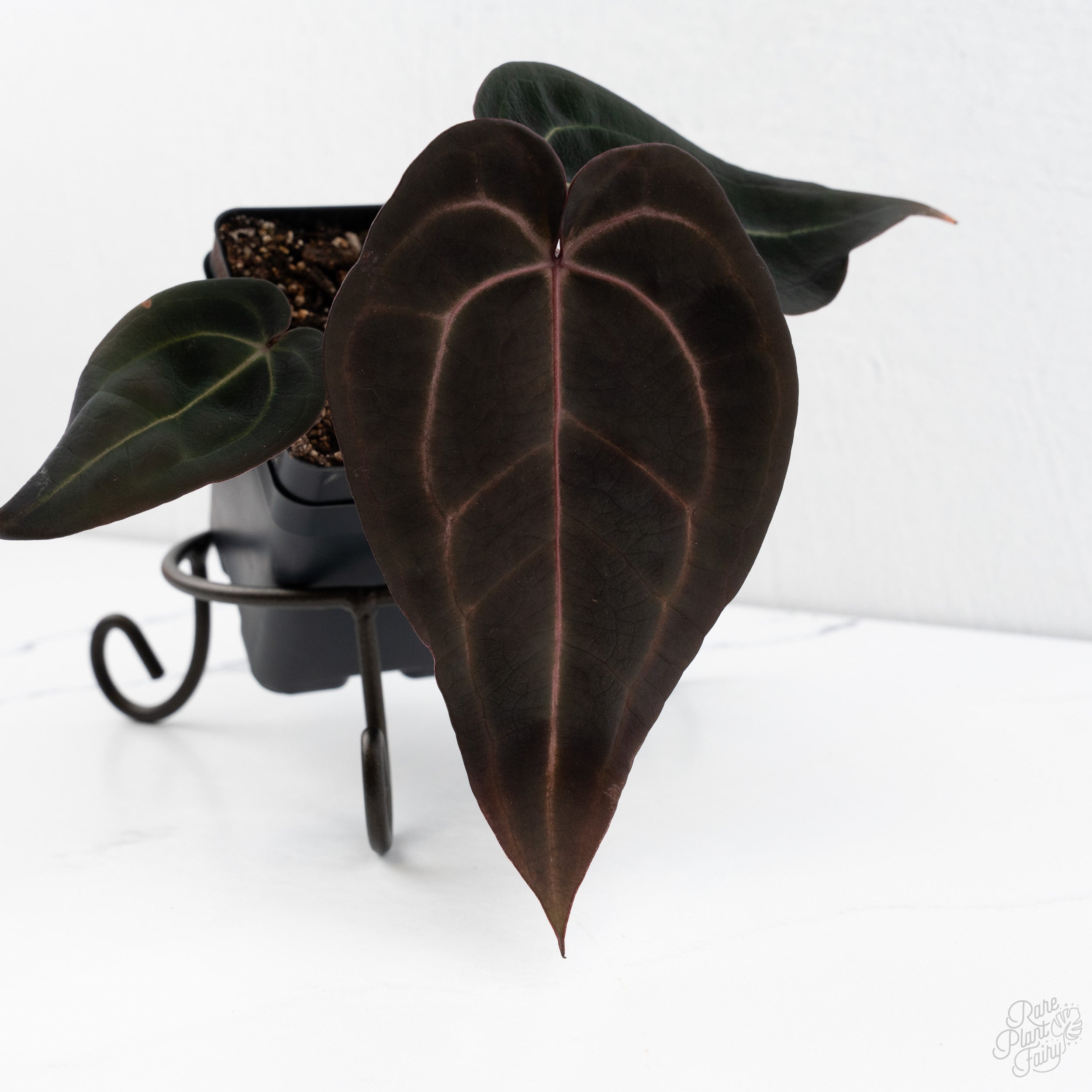 Anthurium Red Velvet Cake '24' x Red Velvet Cake '24' by DocBlock