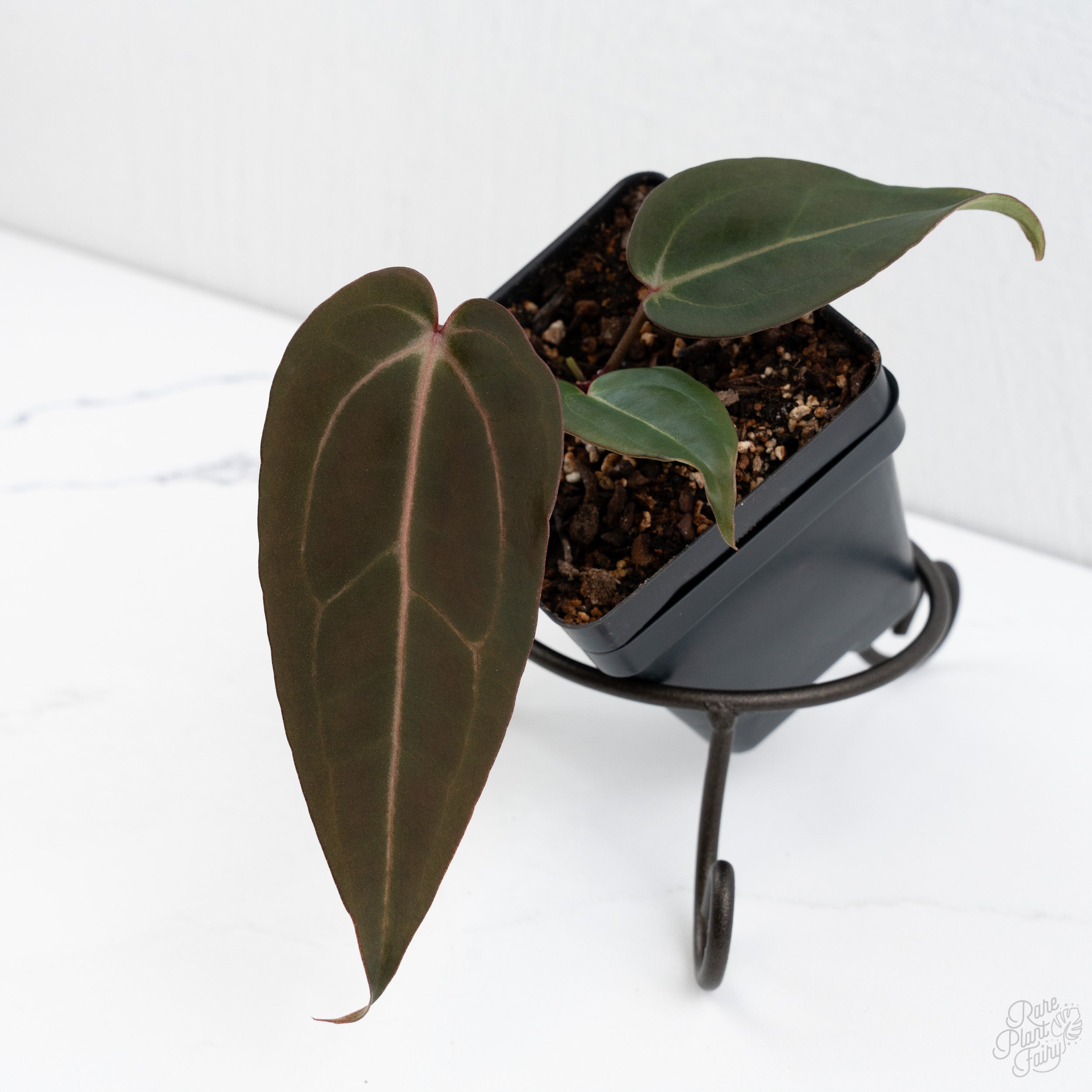 Anthurium Dark & Handsome '9' x Minerva '20' by DocBlock® (wk7-P