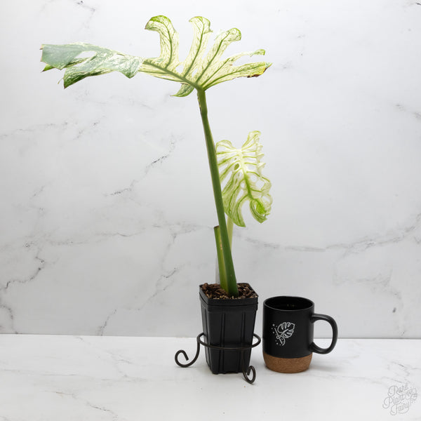 Monstera 'Devil Monster' (wk7-UE)