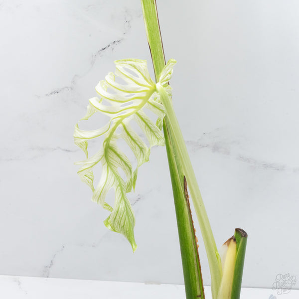 Monstera 'Devil Monster' (wk7-UE)