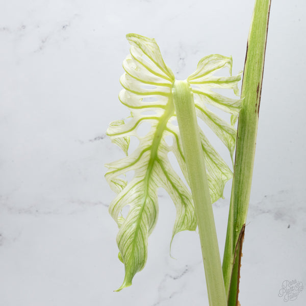 Monstera 'Devil Monster' (wk7-UE)