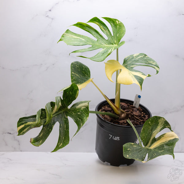 Monstera Deliciosa 'Medusa' (wk7-UB)