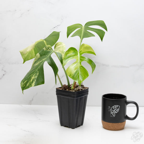 Monstera Deliciosa Mint Variegated NOID (Intermediate Form) (wk7-UL)
