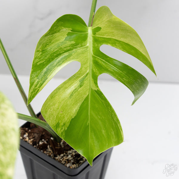 Monstera Deliciosa Mint Variegated NOID (Intermediate Form) (wk7-UL)