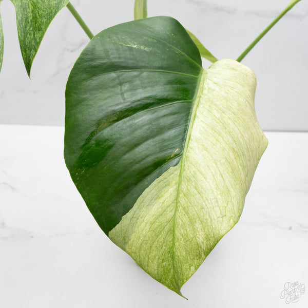 Monstera Deliciosa Mint Variegated NOID (Intermediate Form) (wk7-UL)