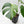 Potted green plant with large leaves on a white background