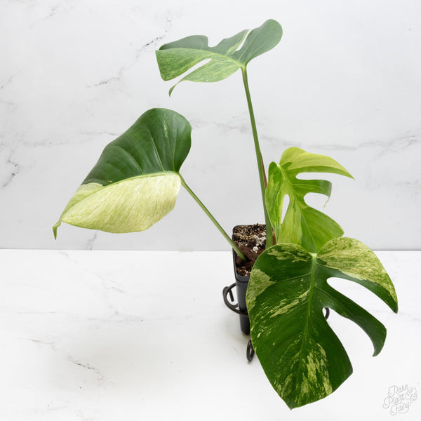 Monstera Deliciosa Mint Variegated NOID (Intermediate Form) (wk7-UL)