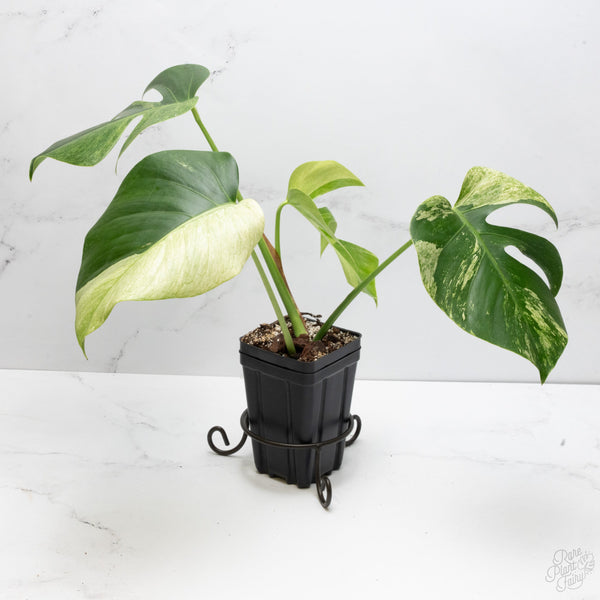 Monstera Deliciosa Mint Variegated NOID (Intermediate Form) (wk7-UL)