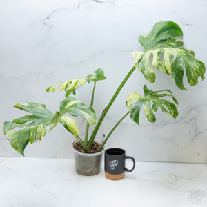 Potted plant with variegated leaves next to a black mug on a marble surface.