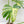 Green and yellow leafed plant against a white background