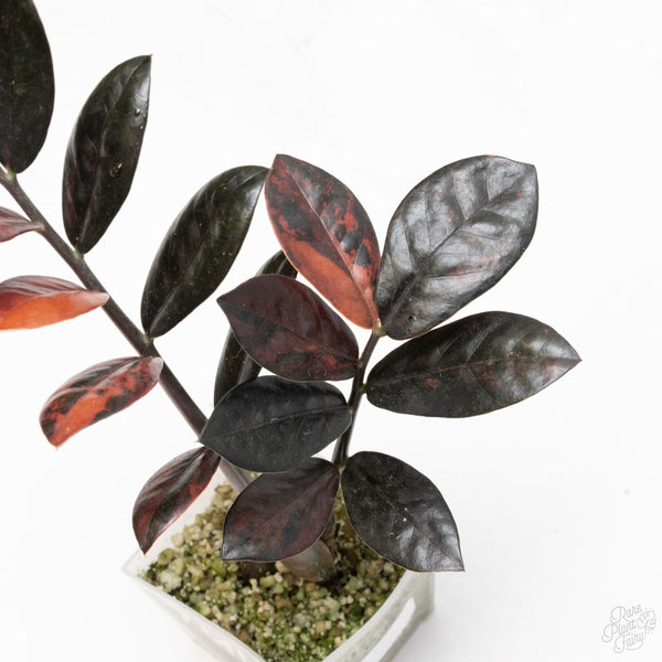 Zamioculcas Zamiifolia "Raven ZZ" Pink Variegated (wk7-UD)